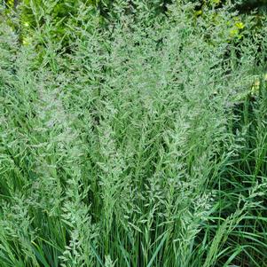 Calamagrostis x acutiflora 'Karl Foerster'