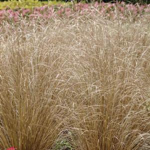 Carex buchananii 'Red Rooster'