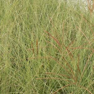 Miscanthus sinensis 'Morning Light'