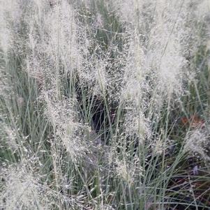 Muhlenbergia capillaris 'White Cloud'