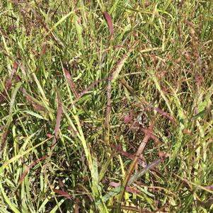 Panicum virgatum 'Shenandoah'