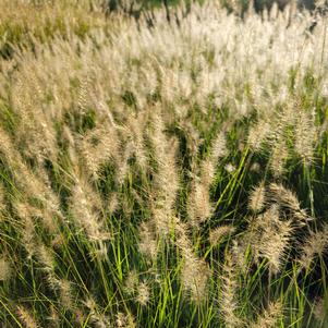 Pennisetum alopecurioudes 'Hameln'