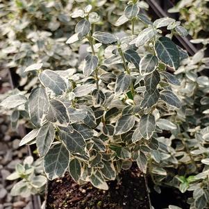 Euonymus fortuneii 'Gracilis'