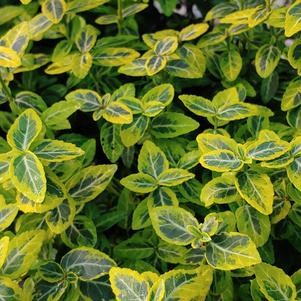 Euonymus fortuneii 'Green 'n Gold'