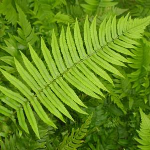 Dryopteris atrata 