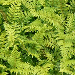 Polystichum setiferum 