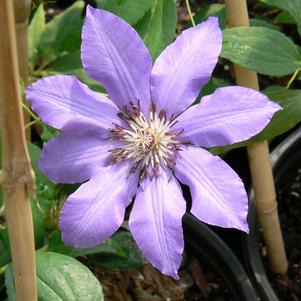 Clematis x 'Ramona'