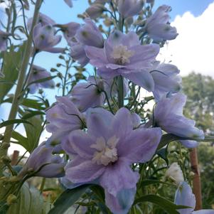 Delphinium elatum 'Guardian Blue'