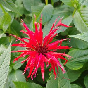 Monarda didyma 'Jacob Cline'