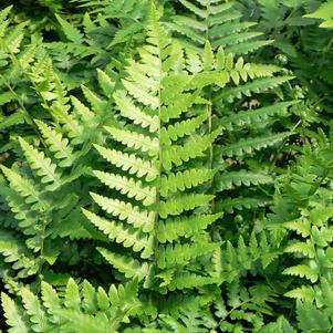 Dryopteris ludoviciana 