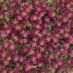 Lobularia maritima 'Easter Bonnet Deep Rose'