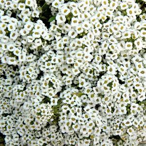 Lobularia maritima 'Easter Bonnet White'