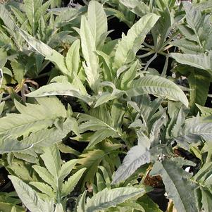 Cynara cardunculus 