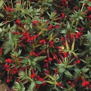 Cuphea x 'Firecracker'