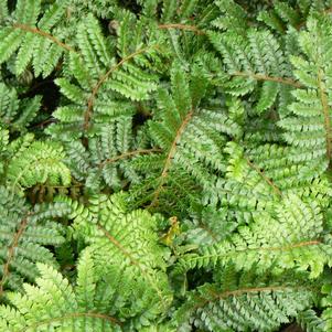 Polystichum polyblepharum 