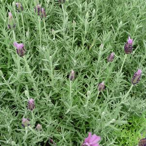 Lavandula stoechas 'Otto Quast'