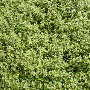 Thymus serpyllum 'Pink Chintz'