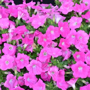 Petunia x hybrida 'PAS3189'