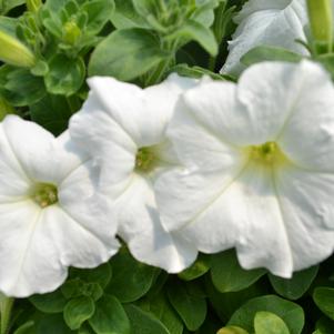 Petunia x hybrida 'PAS760712'