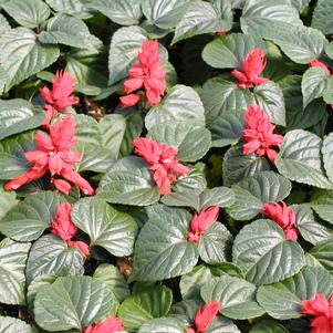 Salvia splendens 'Red Hot Sally II'