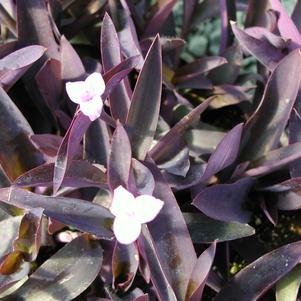 Tradescantia pallida 'Purpurea'