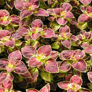 Solenostemon scutellarioides 