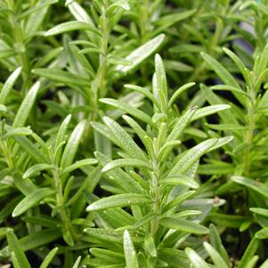 Rosmarinus officinalis 'Tuscan Blue'