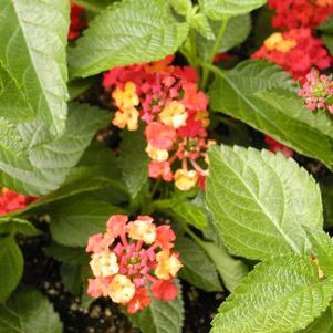 Lantana camara 'Dallas Red'