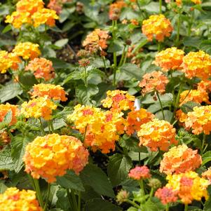 Lantana camara 'Miss Huff'