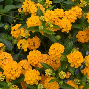 Lantana x 'New Gold'