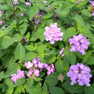 Lantana montevidensis 