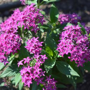 Penta lanceolata 'Graffiti 20/20 Ultra Violet'