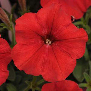 Petunia x hybrida 'PAS933560'