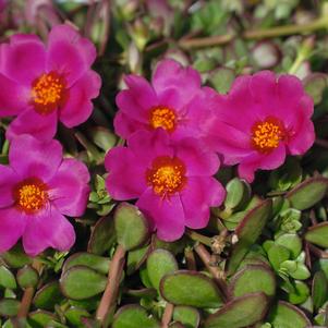 Portulaca oleracea 'KLEP014001'