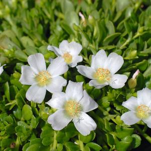 Portulaca oleracea 'Balriowite'