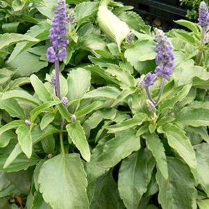 Salvia farinacea 'Victoria Blue'