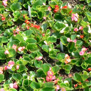 Begonia semperflorens 