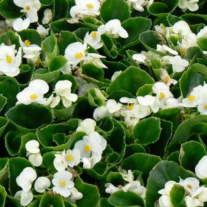 Begonia semperflorens 