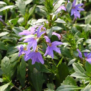 Scaevola hyrbid 'Brilliant'