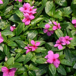 Catharanthus roseus 