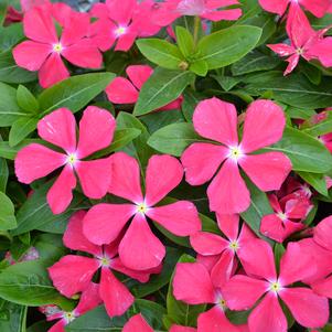 Catharanthus roseus 'PAS555869'