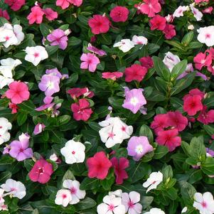 Catharanthus roseus 