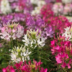 Cleome hassleriana 'Sparkler Mix'