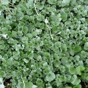 Dichondra argentea 'Silver Falls'