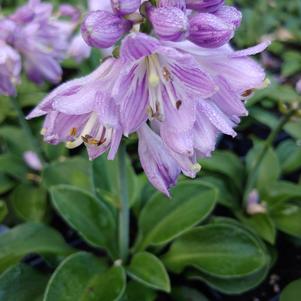 Hosta x 'Blue Mouse Ears'