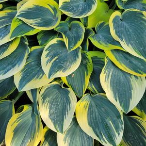 Hosta x 'First Frost'