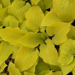 Hosta x 'Fire Island'