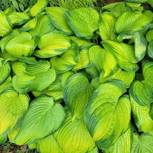 Hosta x 'Stained Glass'