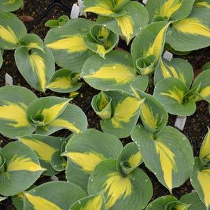 Hosta x 'Thunderbolt'