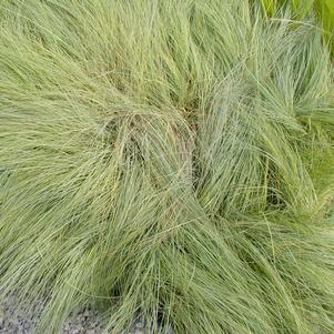 Eragrostis elliotii 'Wind Dancer'